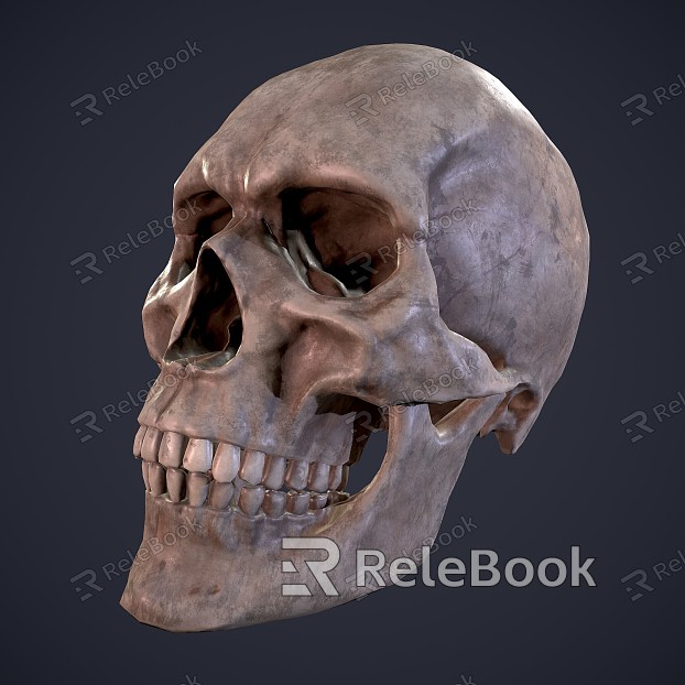 skull human skull fossil skull fossil skull head fossil model