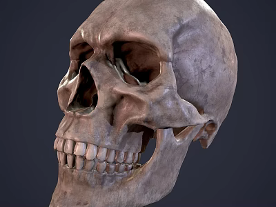 Detailed Male Human Skull Anatomical Structure Close Up Front View Study 3d model