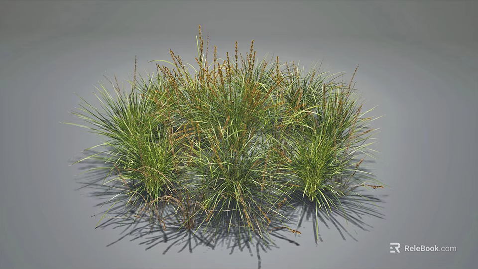Clumping Grass Plants With Lush Green And Brown Foliage In Natural Growth Form 3d model 