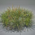Clumping Grass Plants With Lush Green And Brown Foliage In Natural Growth Form