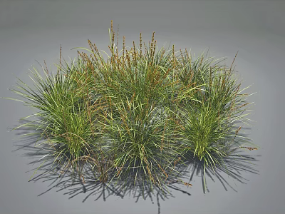 Clumping Grass Plants With Lush Green And Brown Foliage In Natural Growth Form 3d model