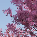 Ornamental Flowering Trees With Pink Blossoms In Various Sizes For Landscaping