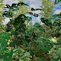 Lush Monstera Leaves And Various Green Plants In Natural Outdoor Environment With Blue Sky