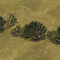 Green Desert Shrubs With Dense Foliage Growing In Arid Dry Terrain