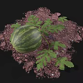 Fresh Ripe Watermelon With Green Leaves On Brown Soil