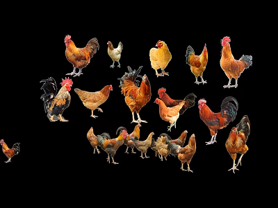 Various Colorful Chicken Breeds Including Roosters And Hens On Black Background 3d model