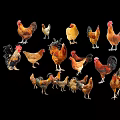 Various Colorful Chicken Breeds Including Roosters And Hens On Black Background
