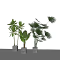 Modern Indoor Potted Plants With Various Green Leaves And Gray Square Pots