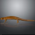 Orange Reptile Salamander With Slender Body Limbs And Long Tail On Gray Gradient Reflective Surface