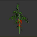 Healthy Tomato Plant with Green Stem Leaves and Red Ripe Tomatoes on Gray Background