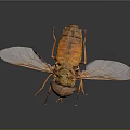 Close Up View Of Orange Fly With Transparent Wings And Large Eyes On Black Surface