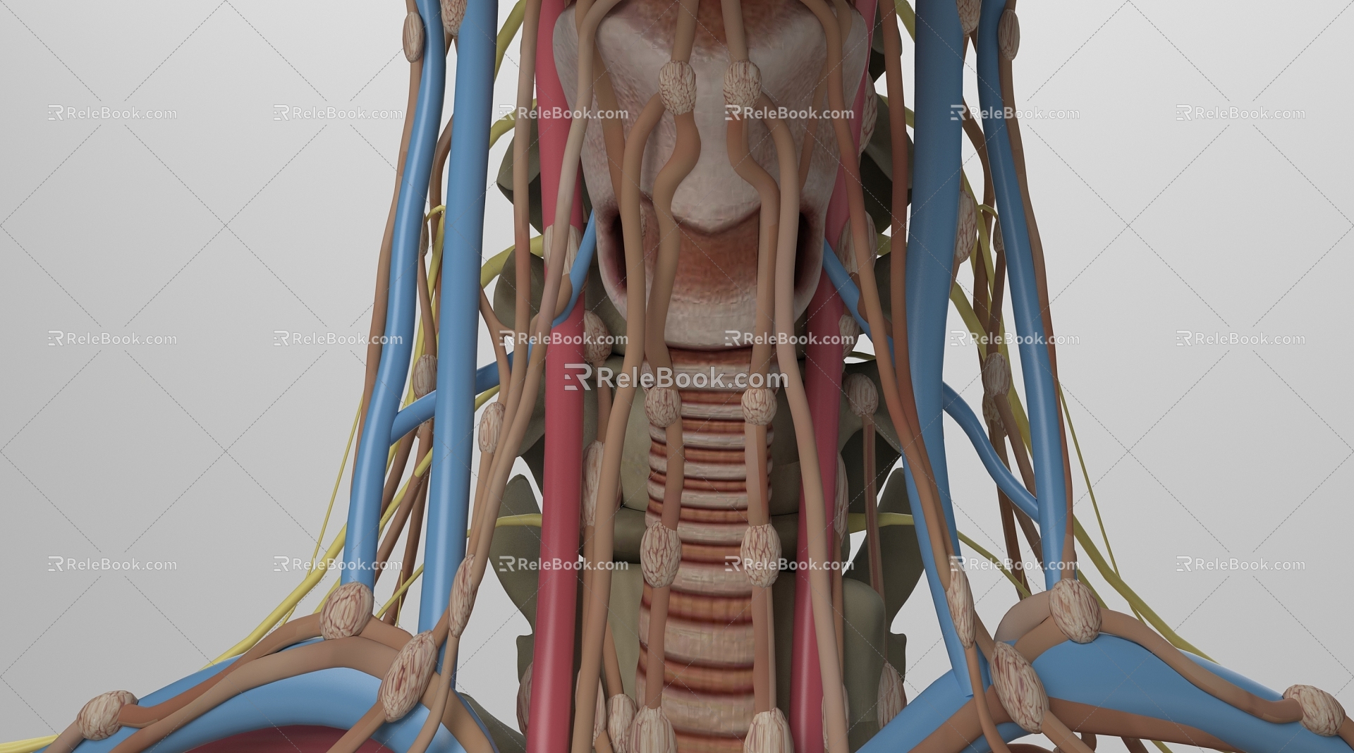 human skeleton 3d model