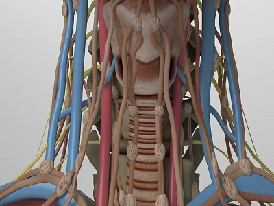 Detailed 3D Medical Illustration of Human Neck Anatomy With Bones Blood Vessels and Nerves 3d model