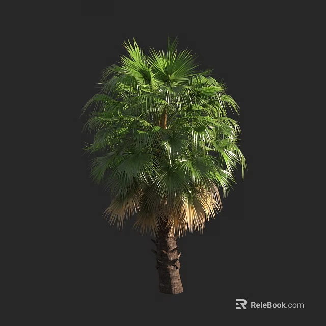 Tall Palm Tree with Green Fronds and Brown Trunk in Tropical Garden 3d model 