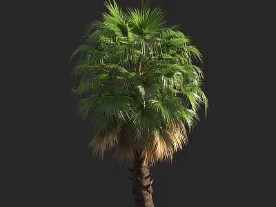 Tall Palm Tree with Green Fronds and Brown Trunk in Tropical Garden 3d model