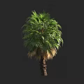 Tall Palm Tree with Green Fronds and Brown Trunk in Tropical Garden
