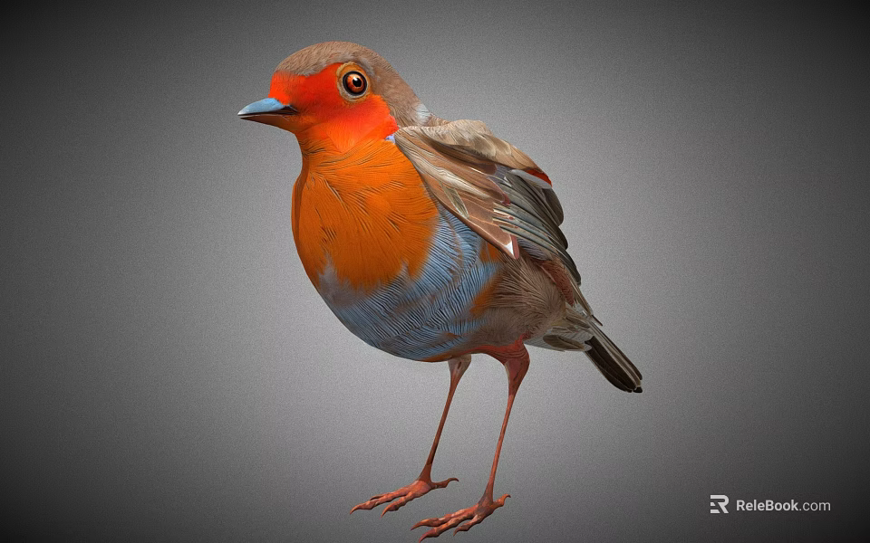 Detailed Robin Bird Standing With Orange Breast Red Beak And Grey Back Feathers 3d model 