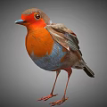 Detailed Robin Bird Standing With Orange Breast Red Beak And Grey Back Feathers