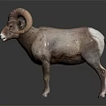 Bighorn Sheep With Large Curved Horns Standing On Reflective Dark Surface