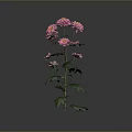 Pink Chrysanthemum Plant With Multiple Pink Flowers Green Leaves And Stems