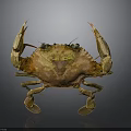 Realistic Golden Brown Crab With Raised Claws Shiny Exoskeleton On Dark Background