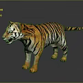 3D Tiger In Standing Pose With Orange Black Stripes White Underbelly On Dark Reflective Ground 3d model
