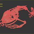 Detailed Golden Frog Skeleton Anatomical Model Featuring Organs And Hair Structures