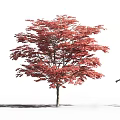 Lush Arbor With Vibrant Red Leaves And Woman Silhouette Standing Nearby