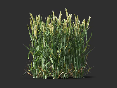 Healthy Green Wheat Grass Plants Thriving In Natural Outdoor Environment 3d model