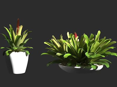 Potted Bonsai Plants with Green Leaves and Red Accents in White Square and Round Planters 3d model