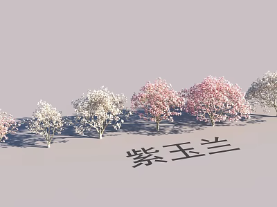 Scenic Garden Landscape With Blooming Purple Magnolia Trees and Serene Design 3d model