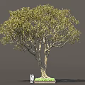 Tall Arbor With Lush Foliage Thick Trunk And Two People Standing Near Green Plants