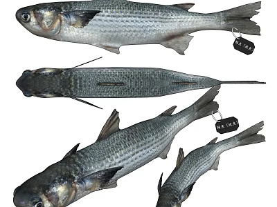Various Freshwater Fish Specimens Displayed With Hanging Identification Tags 3d model
