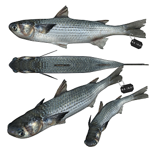 Modern Mullet Barracuda 3d model