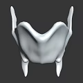 Anatomical Organ And Hair Structure Model With White Textured Surface Detail Design