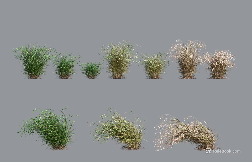 Various Ornamental Grass Plants Featuring Green And Beige Foliage In Different Sizes 3d model 