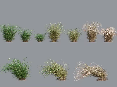Various Ornamental Grass Plants Featuring Green And Beige Foliage In Different Sizes 3d model