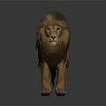 Male Lion With Brown Mane Standing On Gray Background With Reflection 3d model