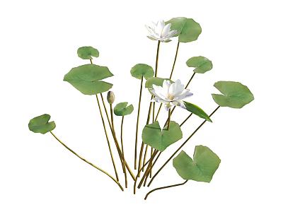 Aquatic Plants Featuring White Flowers and Green Leaves in Natural Setting 3d model