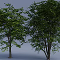 Two Tall Green Leafy Trees With Thick Trunks Against Light Blue Background