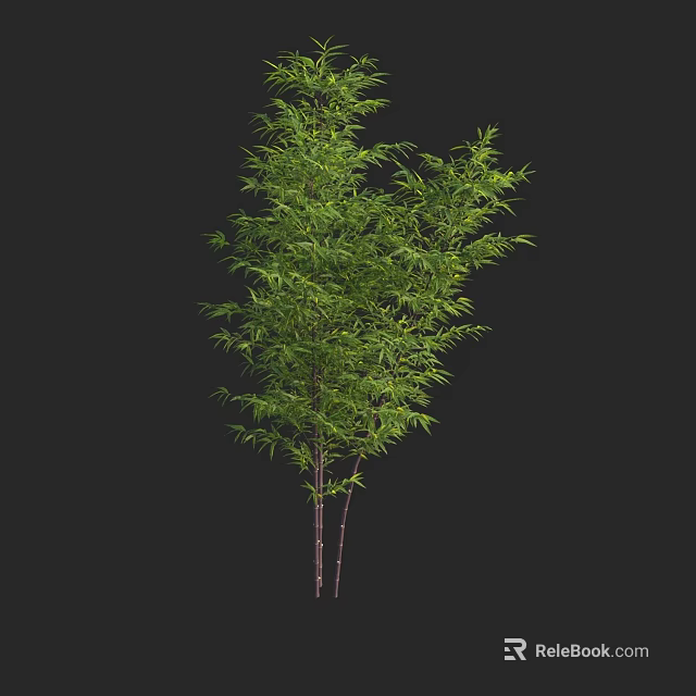 Lush Green Bamboo Plant With Fresh Leaves And Slender Stems 3d model 