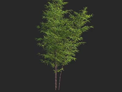 Lush Green Bamboo Plant With Fresh Leaves And Slender Stems 3d model