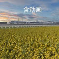 Beautiful Landscape With Yellow Rapeseed Flowers Field And High Speed Train Under Sunset Sky