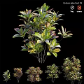 Garden Ornamental Viburnum Odoratissimum With Vibrant Foliage Various Sizes For Garden Decoration