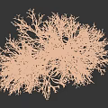 Snow Covered Tree With White Frosted Branches Against Plain Gray Background