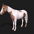 Brown And White Spotted Horse 3D Model Standing On Black Background 3d model