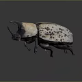 Large Horned Beetle With White Body And Brown Spots On Dark Background