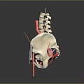 Detailed 3D Human Pelvis Anatomy Model Showing Internal Organs Spine And Blood Vessels