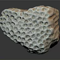 Blue Coral Animal With Honeycomb Like Holes And Red Base Structure