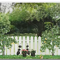 Blooming Flower Pots And Lemon Trees By White Picket Fence In Green Garden